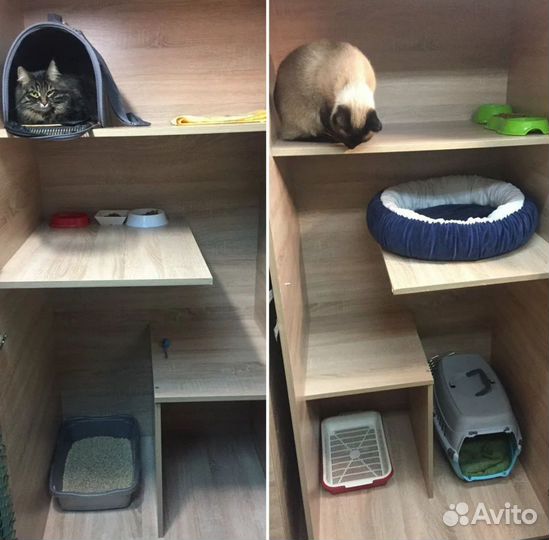 Передержка для кошек