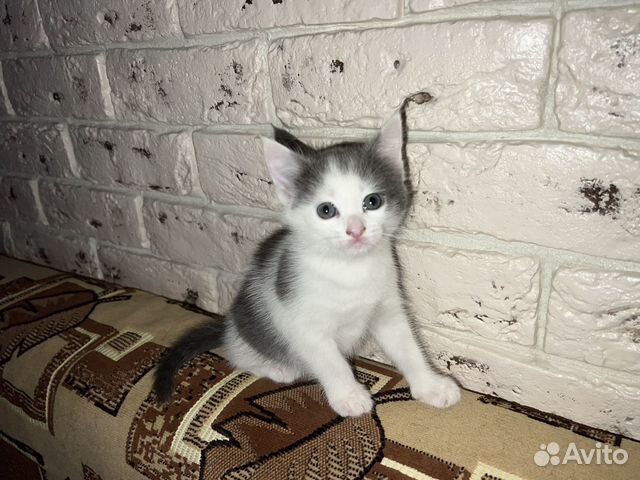 Котенок девочка