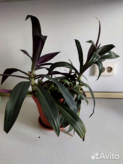 Комнатные растения