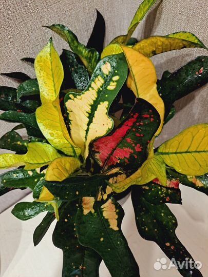 Кротон Вилма