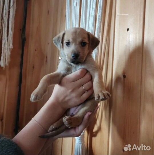 Щенки бесплатно