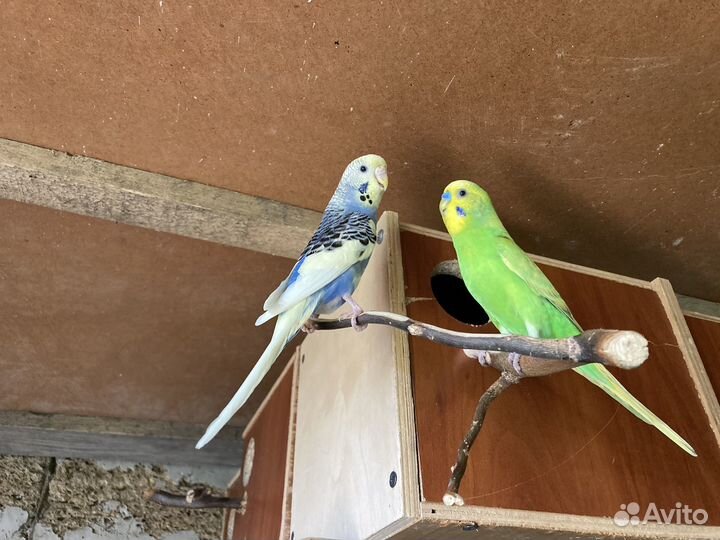 Волнистый попугай