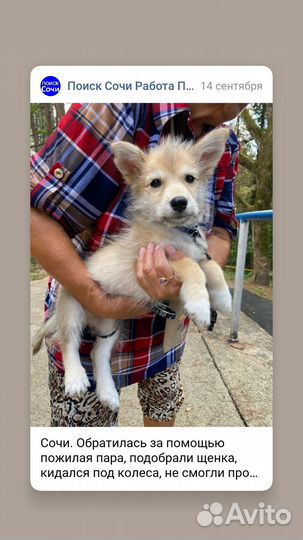 Щенок коротколапик