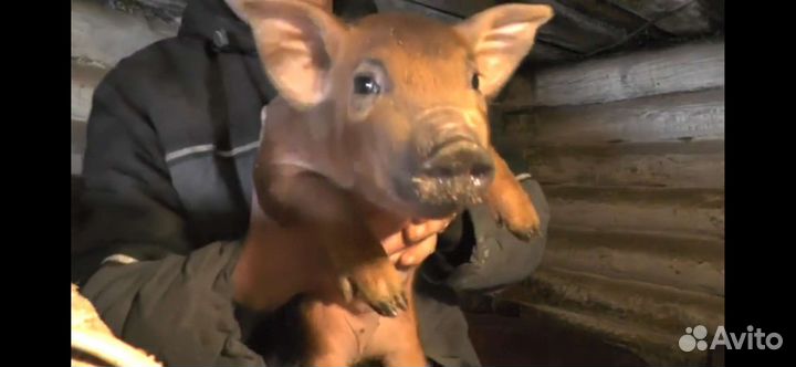 Поросята породы дюрок