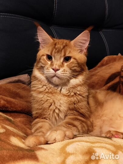 Кот мейн-кун вязка