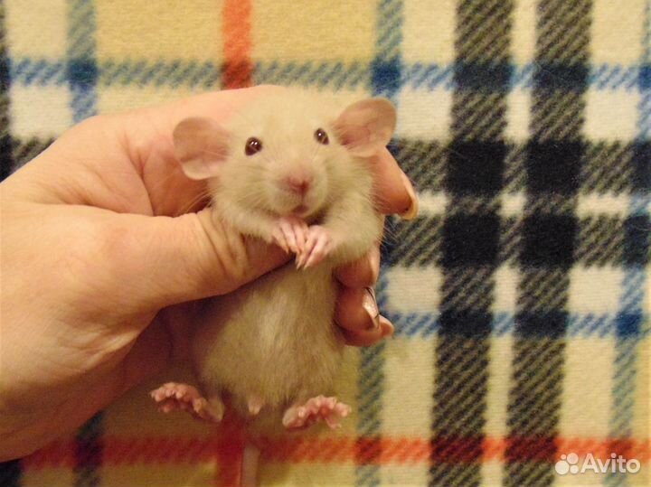 Дамбо - крысята малыши питомник, клетки