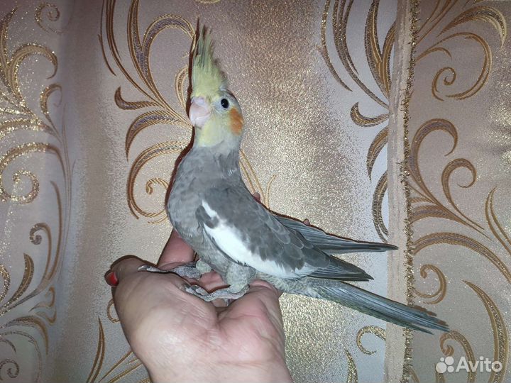 Попугай Корелла ручной домашнего разведения