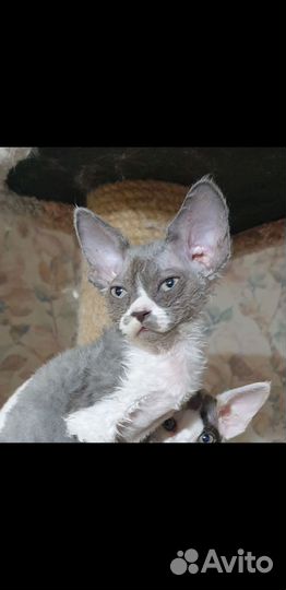 Котик девон-рекса