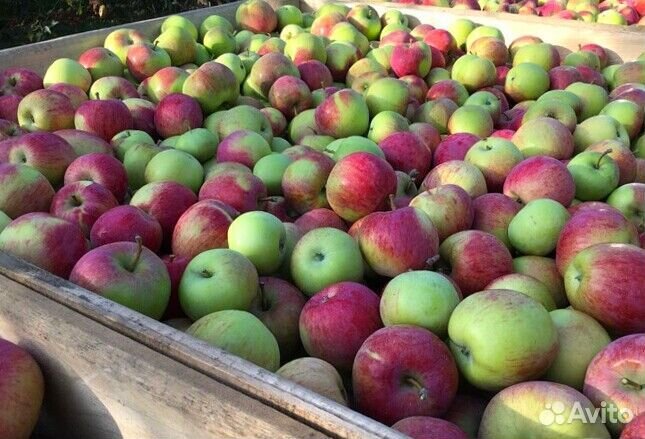 Работа Сборщиком яблок