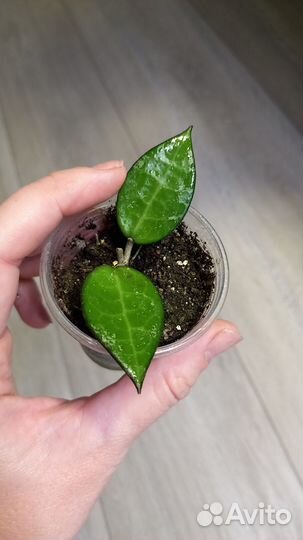 Хойи красивые редкие