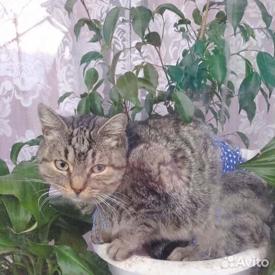 Кошка и котёнок