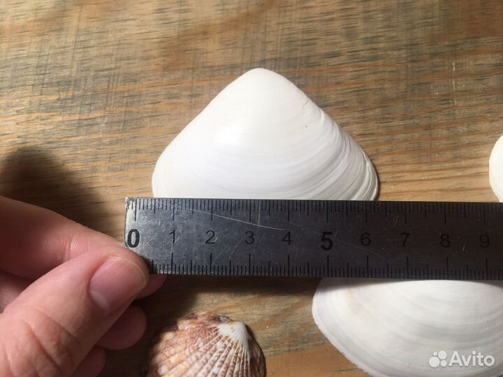 Ракушки из Персидского залива