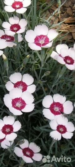 Садовые цветы многолетники