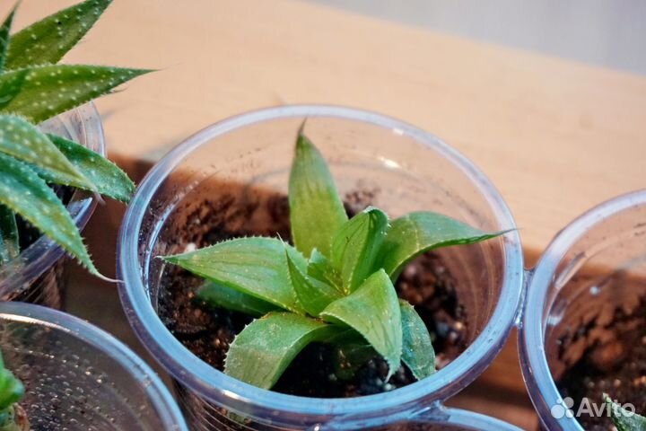 Коллекция хавортий