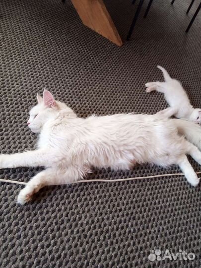 Отдаем котят