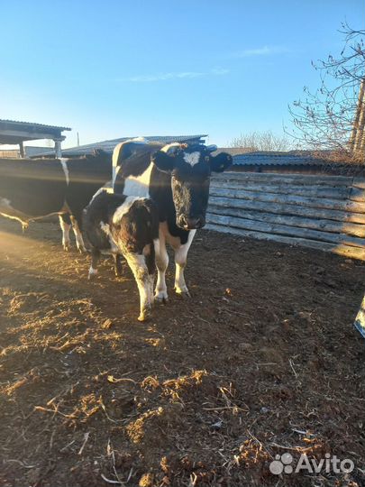 Корова и тёлочка