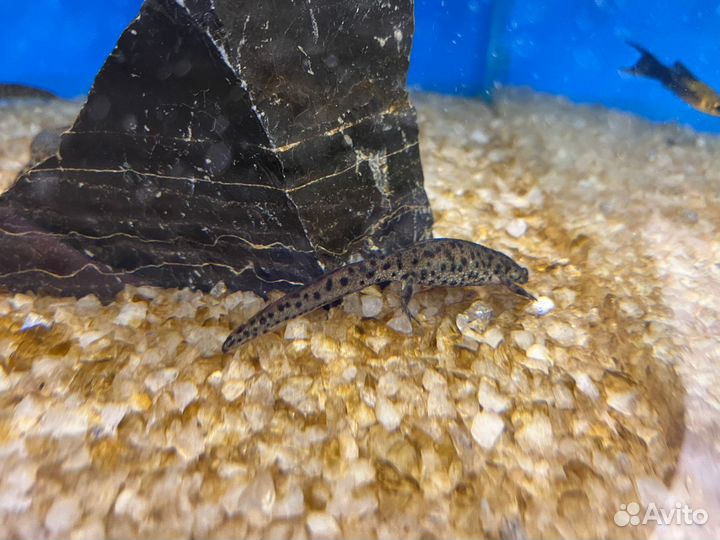 Аквариумные тритоны