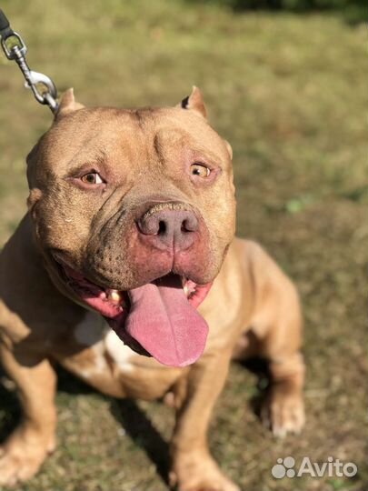 Американский булли xl