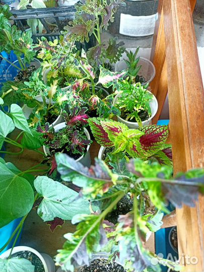 Колеус, ипомея