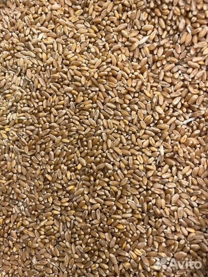 Пшеница фуражная