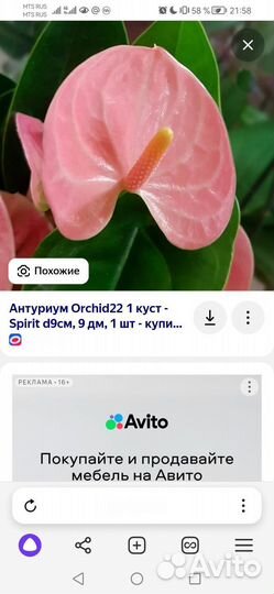 Комнатные цветы