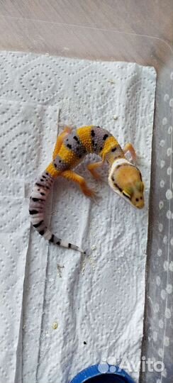 Эублефар самка, малыши