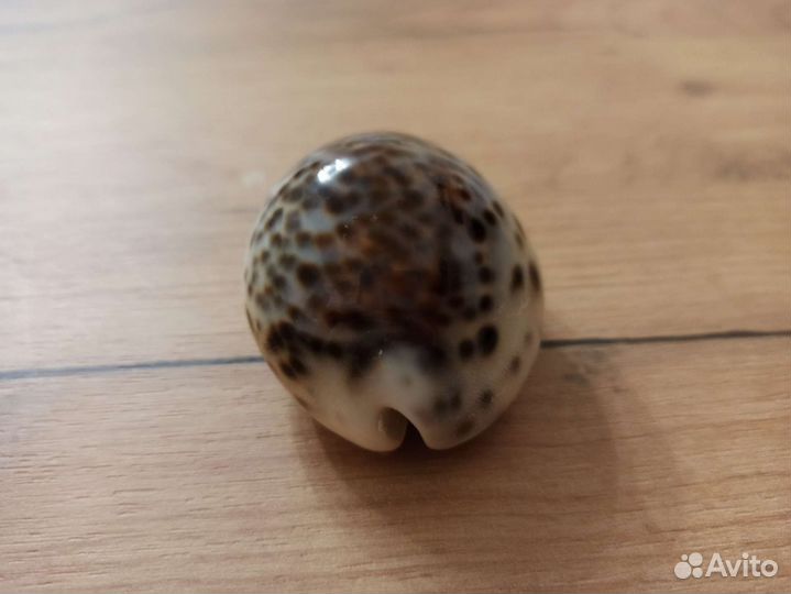 Морская раковина