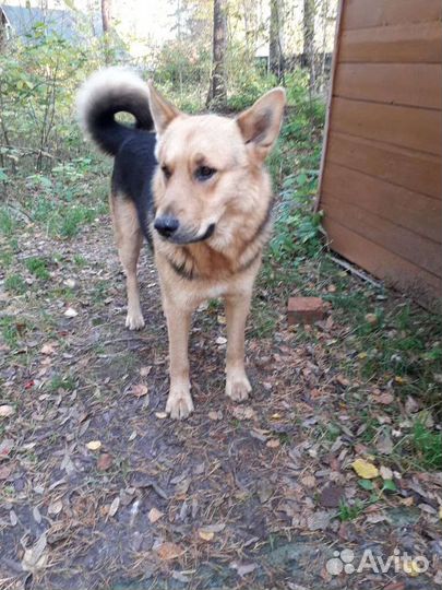 Собака в добрые руки