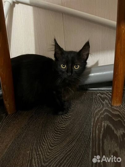 Черный мальчик (из приюта)