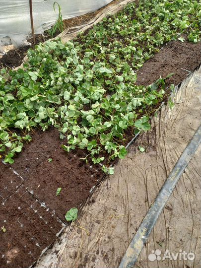 Рассада клубники