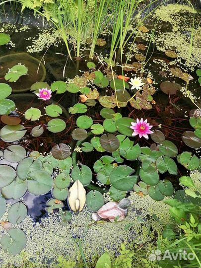 Кувшинки нимфея