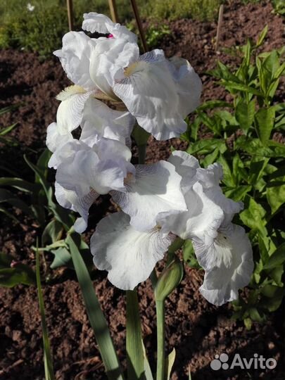 Ирисы бородатые