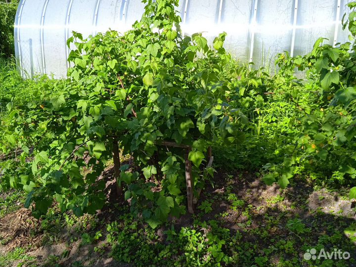 Саженцы черной и красной смородины, жасмина, астры