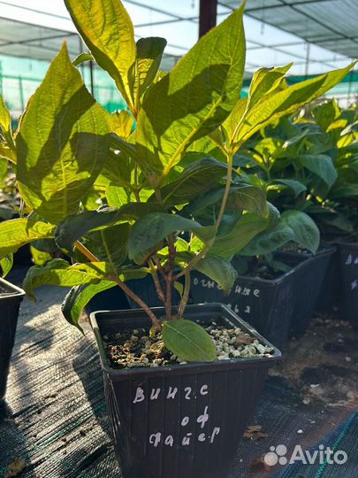 Вейгела Винг оф Файр