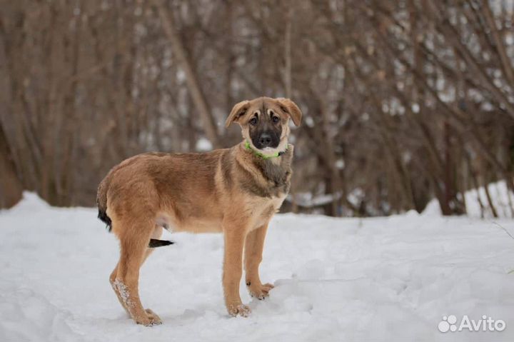 Щенок в добрые руки