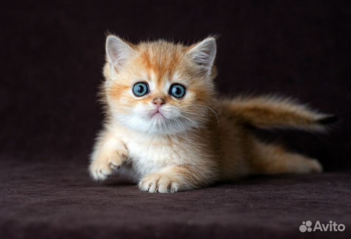 Золотой красотун