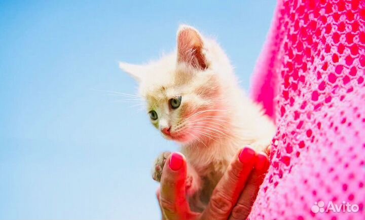 Котята в добрые руки москва