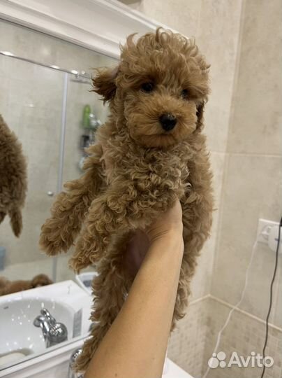 Той-пудель РКФ (щенки)