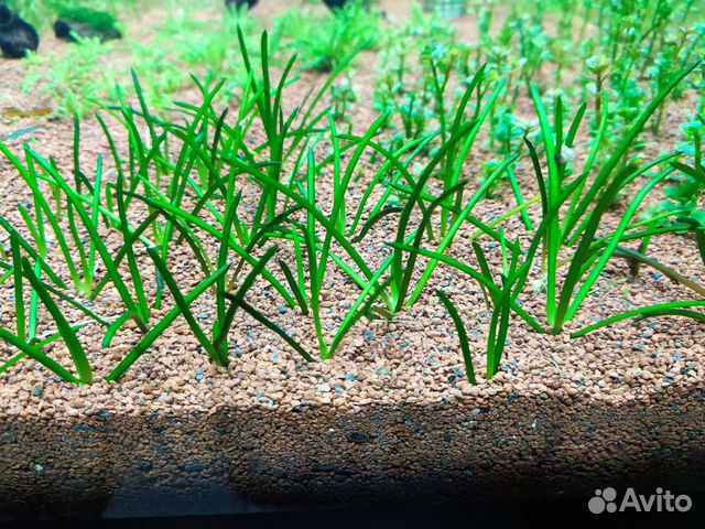 Маленькие аквариумные растения