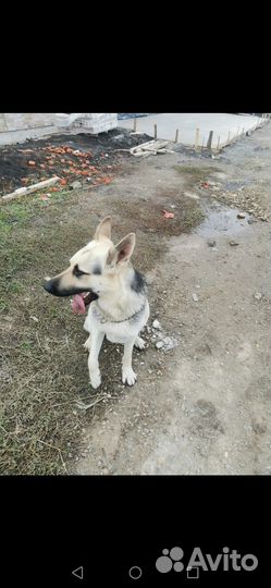 Восточно европейская овчарка для вязки Бесплатно