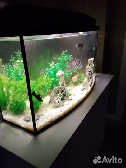 Аквариум