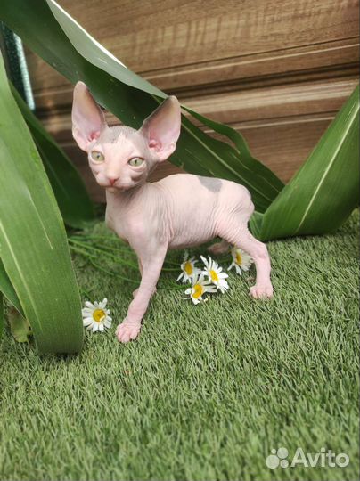 Канадский сфинкс мальчик