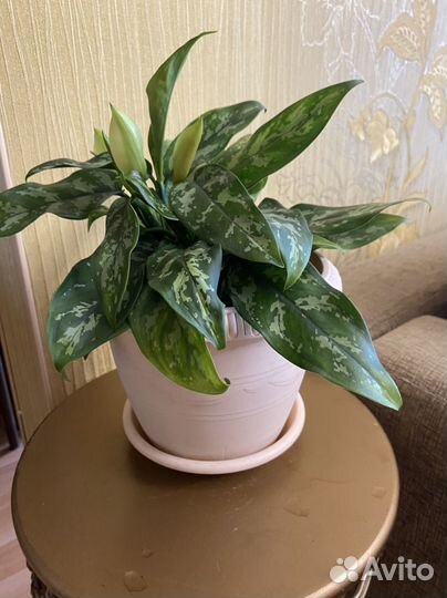 Цветок аглаонема мария