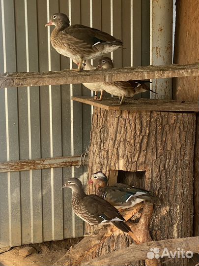 Молодняк фазанов,кекликов, древесные утки, павлины