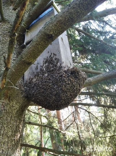 Уничтожение травить обработать клопов тараканов