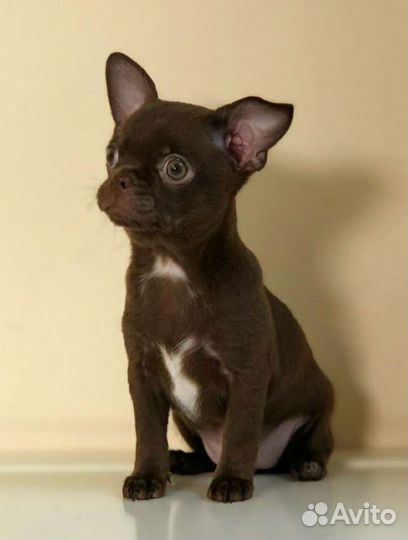 Щенки чихуахуа мальчик гармоничный аккуратный