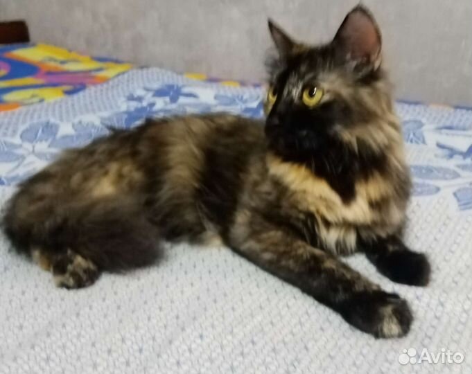 Ангорская+ мейн-кун кошка