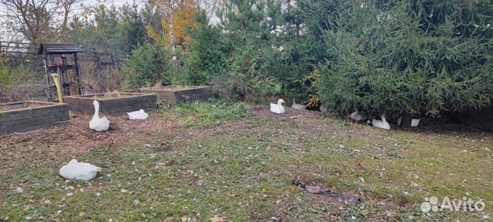 Продам гусей