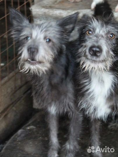 Дора и лора