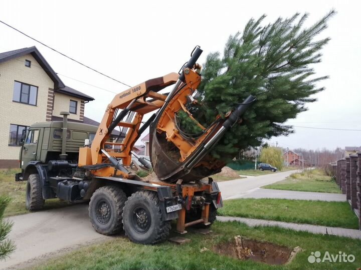 Пересадка деревьев